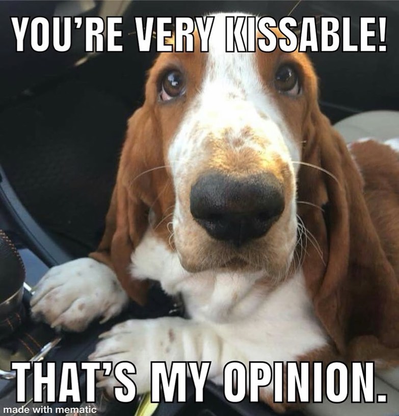 CarlosMerritte's tweet image. YOU&apos;RE VERY KISSABLE!
THAT&apos;S MY OPINION.
made with mematic
#houndsofinstagram #hounddog #hound #lovemyhomeandhound #dogadventures #BassetHoundLoverUSA