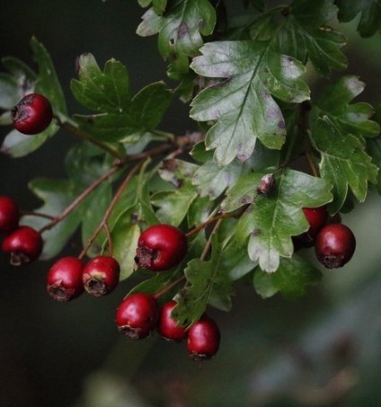 Tree_Folklore's tweet image. Vampires have left their blood soaked mark across the expanses of European folklore and there is always much debate in literature as to how they should be dispatched 🦇 

In ancient Slavic society, the Hawthorn tree, loved above all others by the magical folk of Ireland, was…