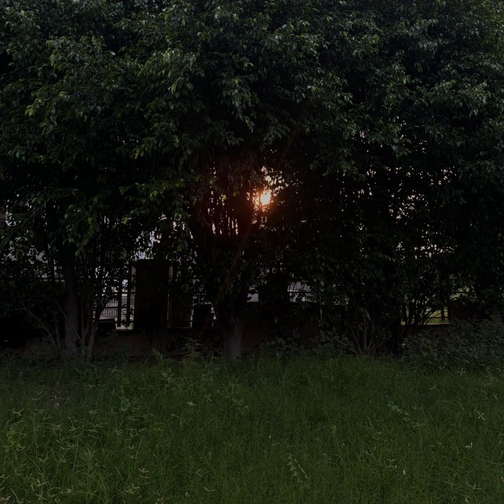 zeeaurav's tweet image. green summer