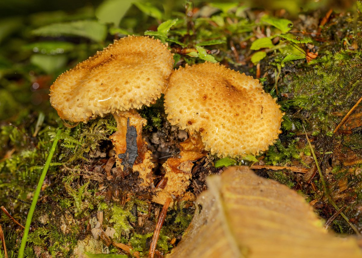 Al_terf's tweet image. 🍄