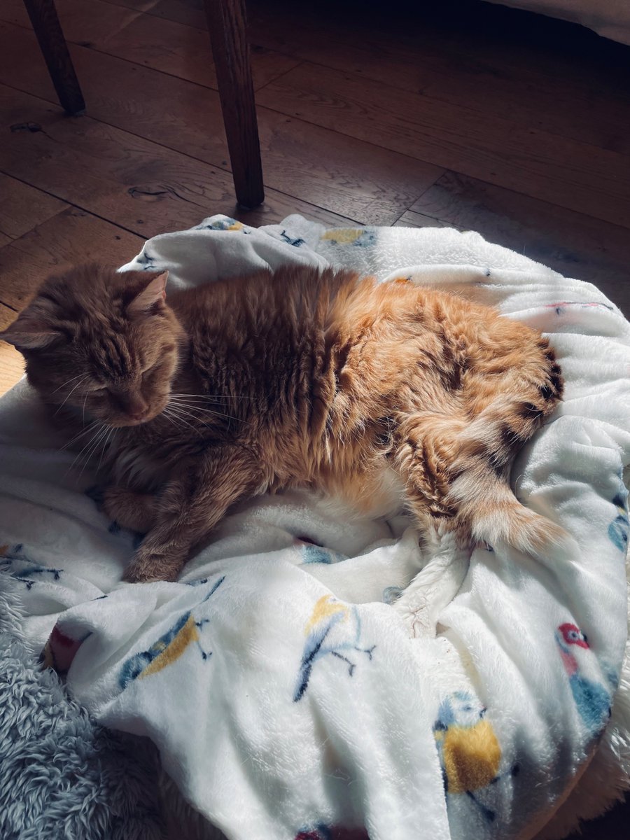 Hello #CatsofTwittter 

I’m 19 but never had a Purrthday Party

Mumzy suggested I have a Purrthday sleepover next Saturday the 2nd of August

A few snackies and some nip (you’ll all be full after #hedgewatch cafe) then a nice nap 

I hope you join me at #PurthdaySleepover 🧡🐾🐯