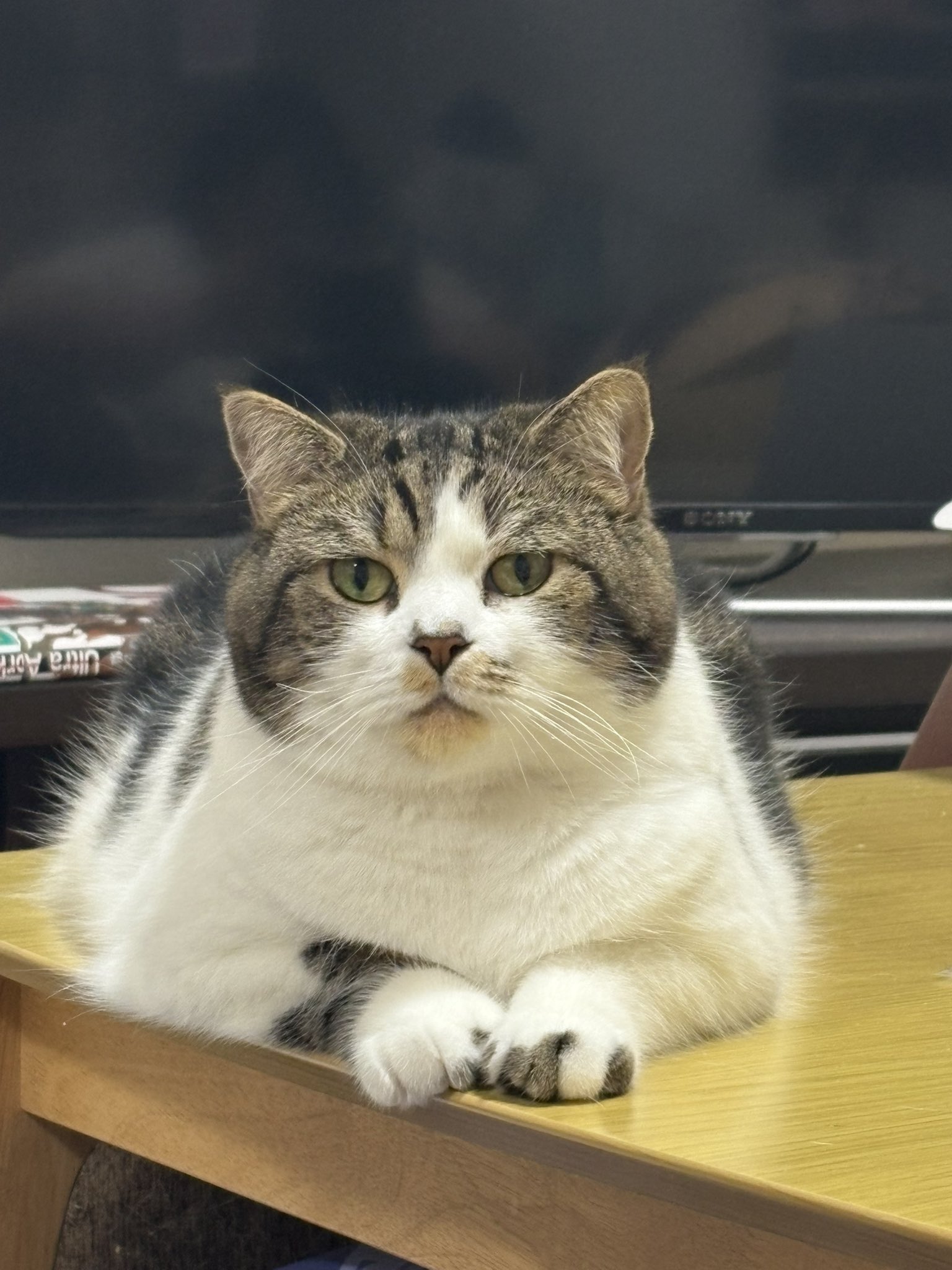 とろ様 FSD全装備型。 My X(twitter) has never been growing well but