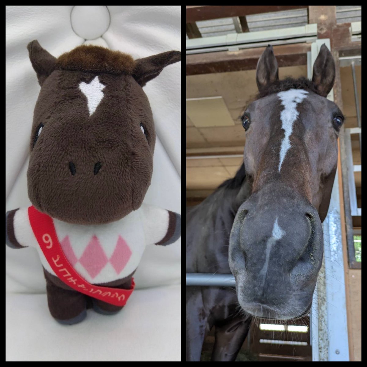 ピコレーシング tweet media