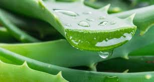 Ajuntament de les Preses (@lespreses_cat) on Twitter photo ☘️ Aquest dissabte les àvies remeieres organitzen un taller al parc de pedra tosca
😎De 10 del matí a 2/4 de 2 del migdia, taller d'Aloe Vera, la planta de la veritat
🎟️El preu és de 35€
✍️Inclou: dossier i els productes elaborats.
Inscripcions a: pedratosca11@gmail.com ☘️ Aquest dissabte les àvies remeieres organitzen un taller al parc de pedra tosca
😎De 10 del matí a 2/4 de 2 del migdia, taller d'Aloe Vera, la planta de la veritat
🎟️El preu és de 35€
✍️Inclou: dossier i els productes elaborats.
Inscripcions a: pedratosca11@gmail.com