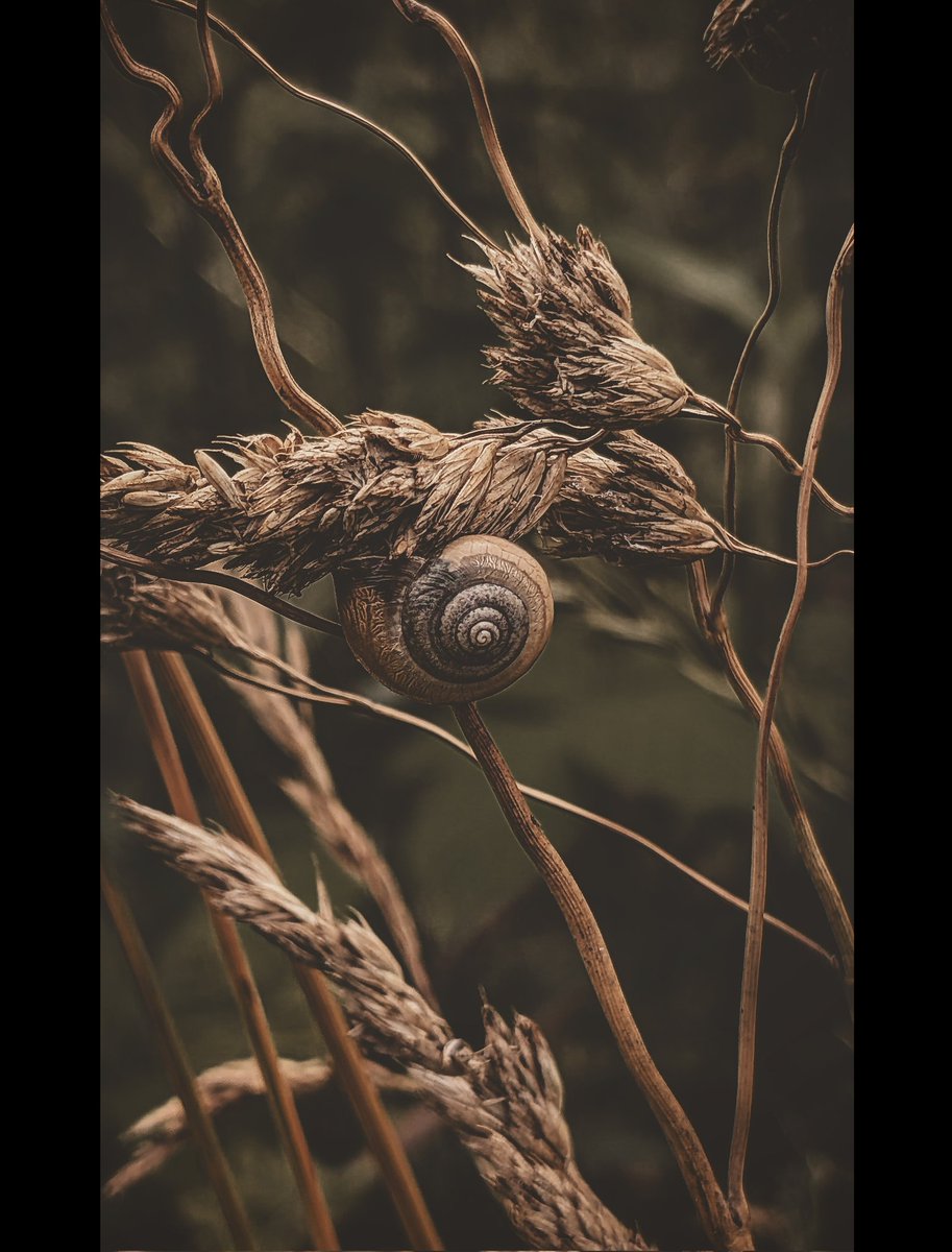 psychoticstate's tweet image. Cherish everything and everyone 🖤🖤🖤🖤🖤
#nature #photography