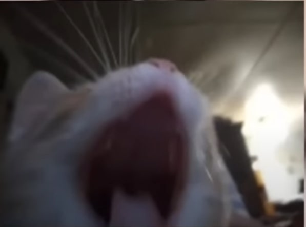 JustSumSnailian's tweet image. I need more cat reaction images! FEED MEEEEE!!!! SUSTAIN MEEEEEEEEEE!!!!!