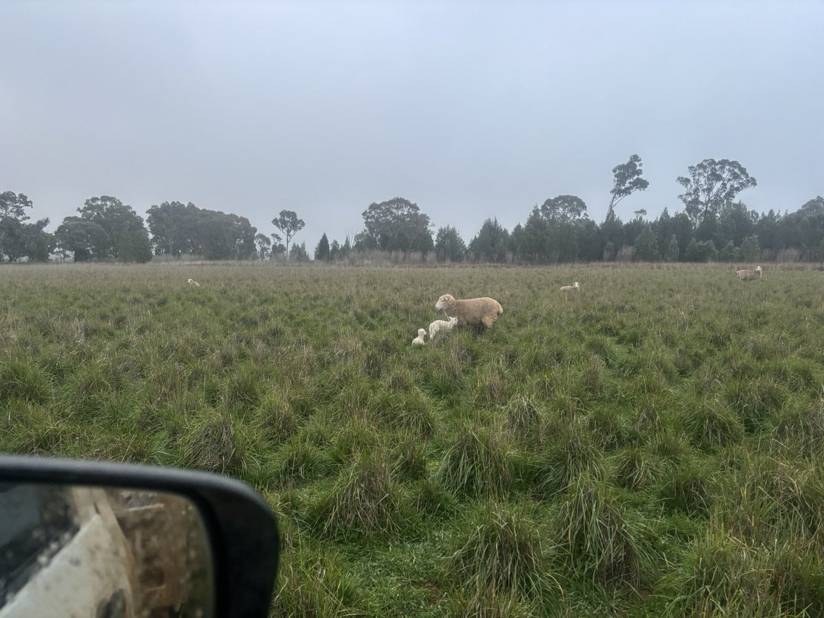 Lawrence Balcomb tweet media