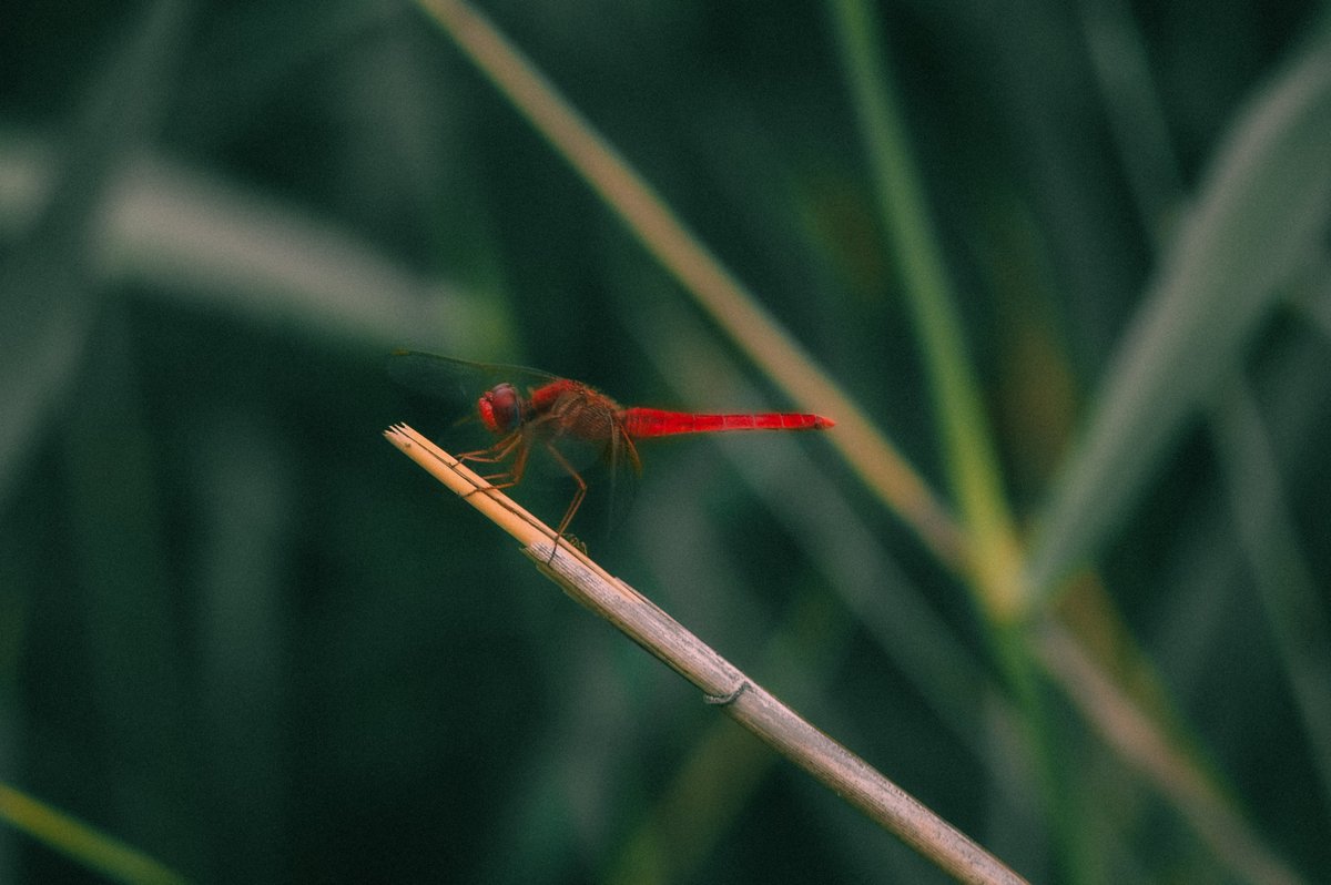 Good morning guys🌥️

Red maiden

Nikon D3200, Helios 44M lens
5/5
7 XTZ
objkt.com/tokens/KT19Fes…