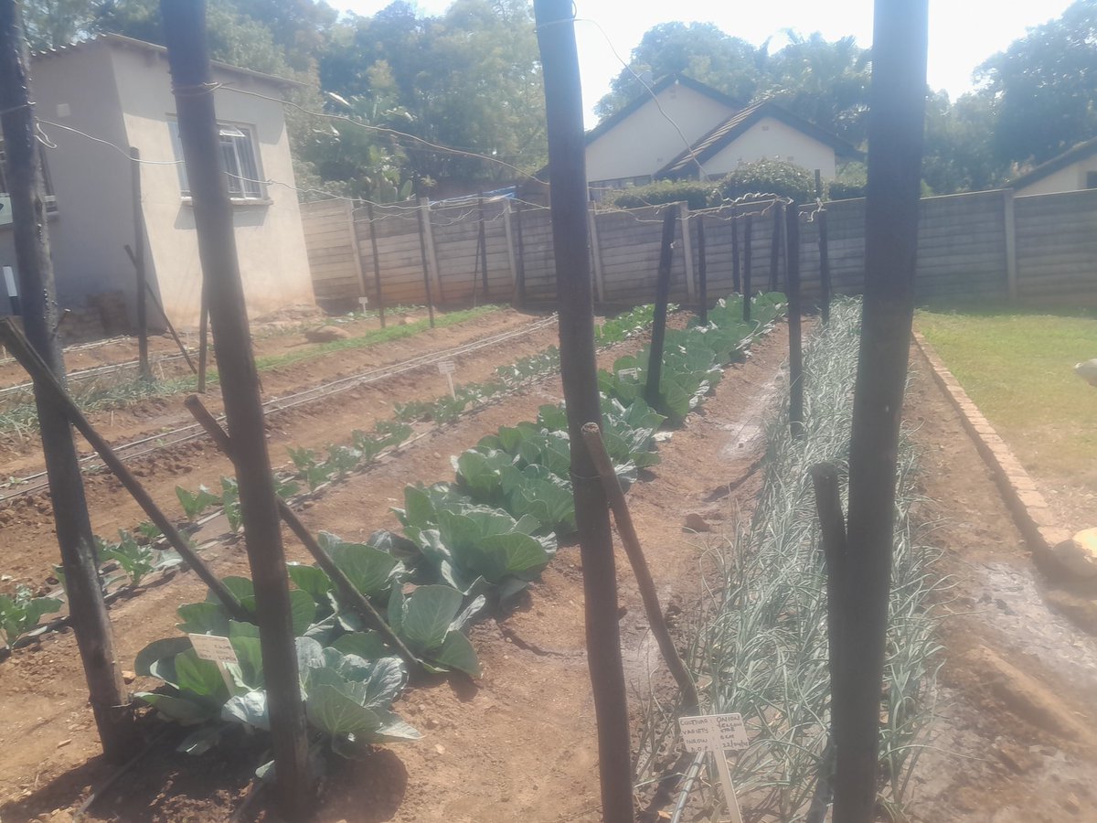 Seeing is believing! 🌱 
Take a look at the stunning scenes from our Nursery Demo Site. When it comes to top-quality seedlings, we’re your go-to source!  

📞 Place your order today:
+263 771 821 354 / +263 772 239 698  

#Farming #Seedlings #seedlinghub #QUALITYSEEDLINGS