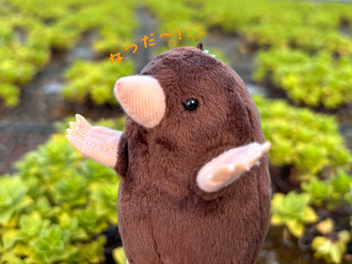 ystk_official's tweet image. 【吉徳 オンラインショップ】
段々と蝉の鳴き声が聞こえてきました…夏真っ盛りですね！☀️
今年の夏はぜひ、吉徳のぬいぐるみ達と一緒に過ごしませんか？

モグラ マスコット⏬
yoshitoku.co.jp/c/all/180305

吉徳のぬいぐるみ一覧は《こちら⏬》
yoshitoku.co.jp/c/toy

#吉徳 #ぬいぐるみ #モグラ