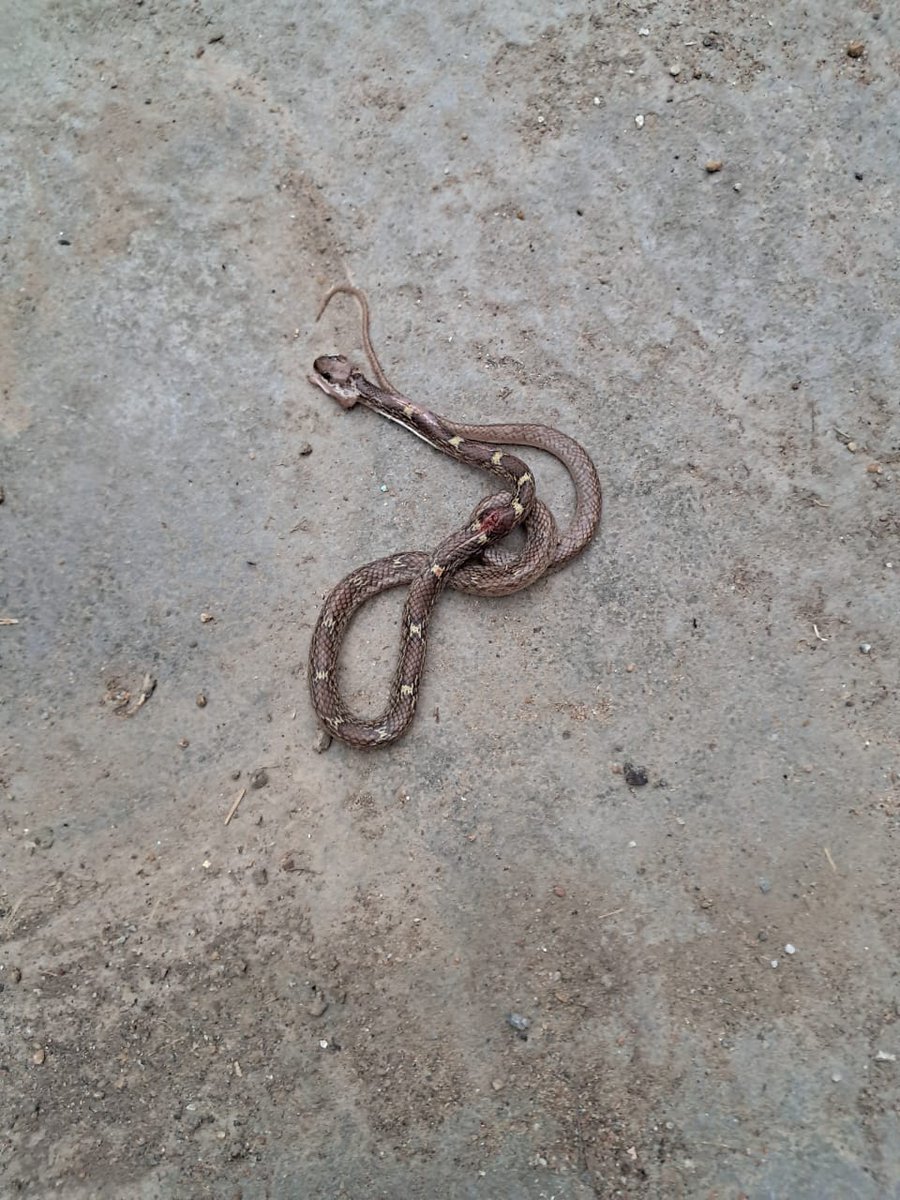 rupam_sharm's tweet image. ये कौन सा सांप है, मेरे बाथरूम के दरवाजे में छिपा था।
आज सोमवारी के दिन मारना नहीं चाह रही थी लेकिन अंदर से निकल ही नहीं रहा था