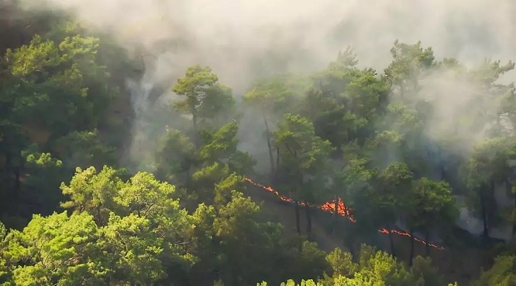 Ingeniería Forestal (@ingforestal50) on Twitter photo El informe de CRECEMOS sobre Gestión de Incendios Forestales propone utilizar como materia prima para producir combustibles renovables, los residuos forestales acumulados en los bosques y que suponen un grave riesgo de incendios.
Amplía en <a href="/MDRsostenible/">Madera Sostenible</a>
madera-sostenible.com/forestal/los-r… El informe de CRECEMOS sobre Gestión de Incendios Forestales propone utilizar como materia prima para producir combustibles renovables, los residuos forestales acumulados en los bosques y que suponen un grave riesgo de incendios.
Amplía en <a href="/MDRsostenible/">Madera Sostenible</a>
madera-sostenible.com/forestal/los-r…