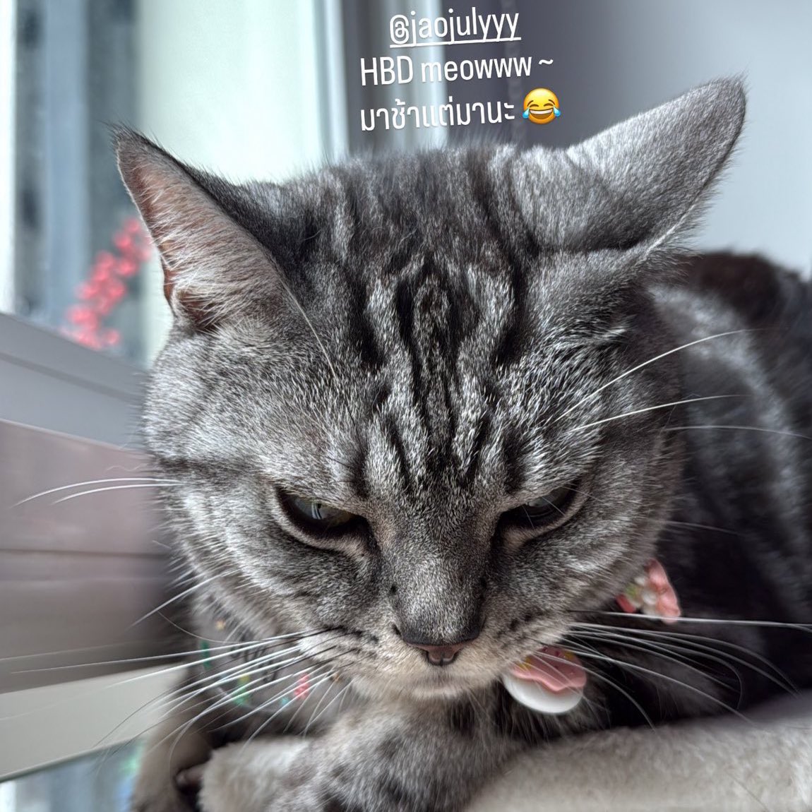 lorloryd's tweet image. 🐱 : จูงอนมาก ไม่มองหน้าสักนิด นิวมาช้าาาาา แต่ถ้าให้เปียกซองนึมจะหายงอนนิดนึง