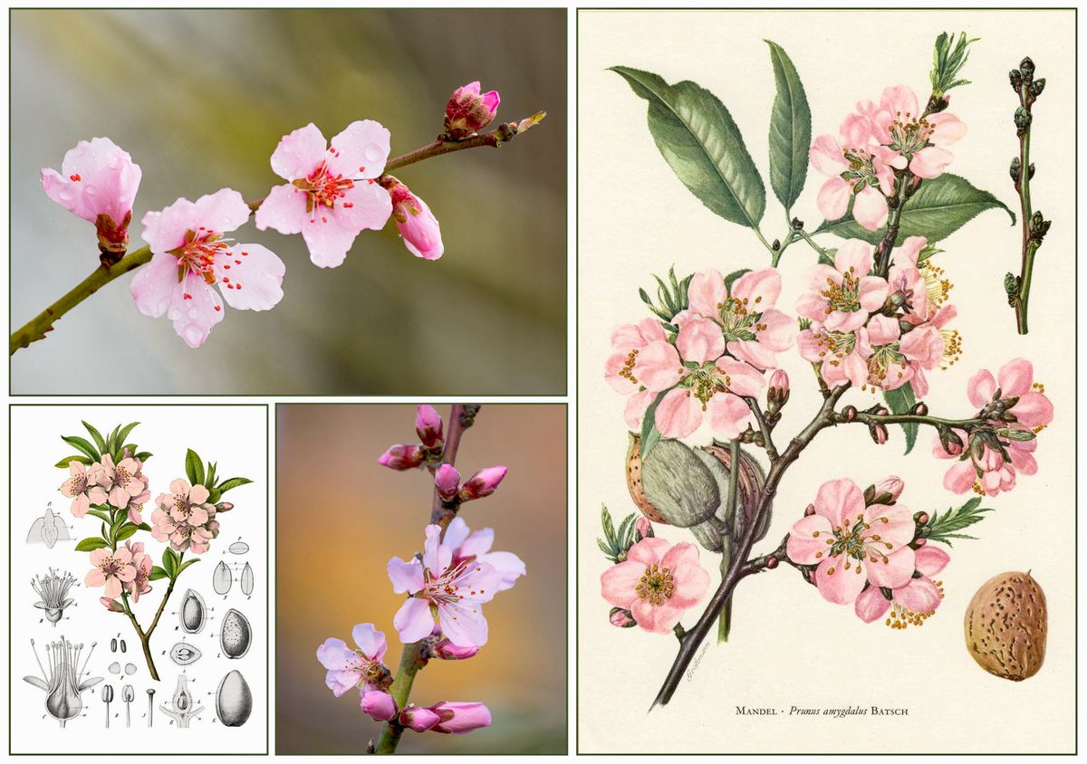 In Greek myth, Phyllis dies of grief when Demophon fails to return &amp; she is transformed into an almond tree. At his belated embrace, the tree bursts into blossom, her spirit briefly returned. The almond, symbol of watchfulness, marks love that waits beyond death. #MythologyMonday