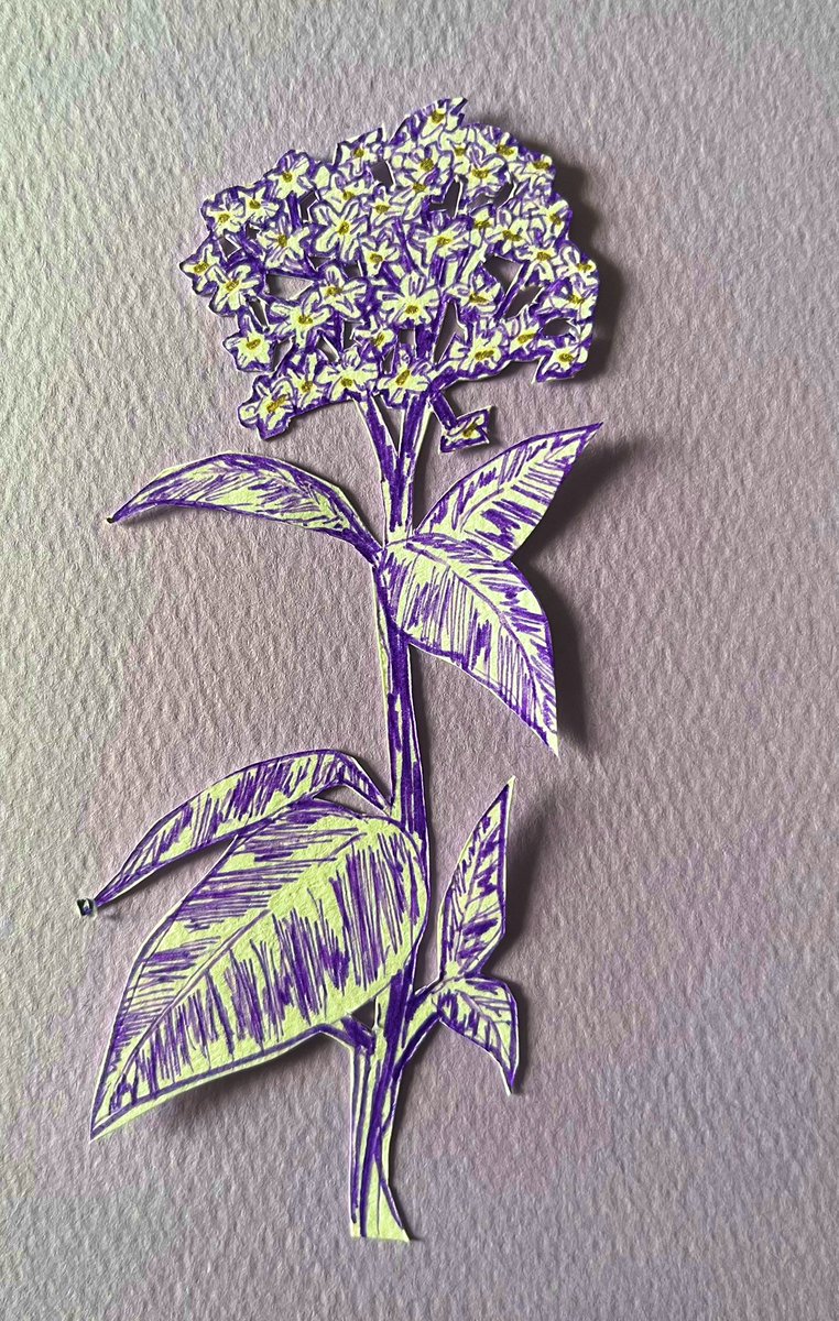 Egglike08Tf's tweet image. #花好きな人と繋がりたい 

ヘリオロトープ/花言葉　「夢中」

（@shimacchau_obs ）さんから企画を
通して教えて頂いた花です。

紫の小さな花が集まっていい匂いが
するとの事です。
是非実物で見てみたいです！