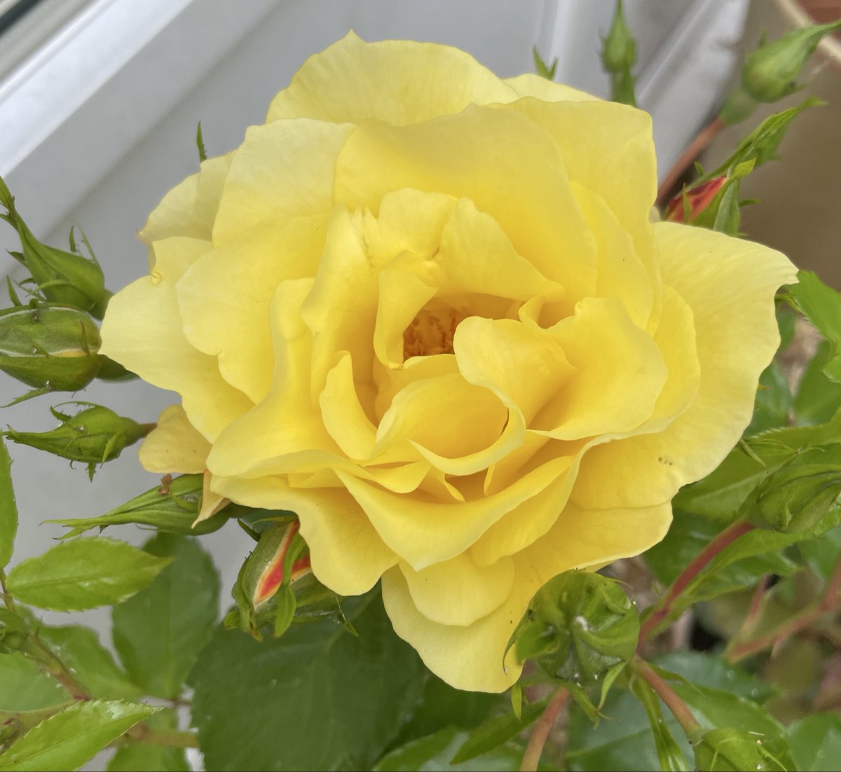 🌹rosesuk (@rosesukroses) on Twitter photo Last week of July already, summer is galloping along.
Let’s have some #yellow #roses to brighten an overcast day.
Callisto, Mrs Oakley Fisher, The Poet’s Wife, Honey Bee Mine.
Have a good week everyone, take care.
#CheeringUpMondays #GardeningX
<a href="/kgimson/">k gimson 🌻🐝</a> Last week of July already, summer is galloping along.
Let’s have some #yellow #roses to brighten an overcast day.
Callisto, Mrs Oakley Fisher, The Poet’s Wife, Honey Bee Mine.
Have a good week everyone, take care.
#CheeringUpMondays #GardeningX
<a href="/kgimson/">k gimson 🌻🐝</a>