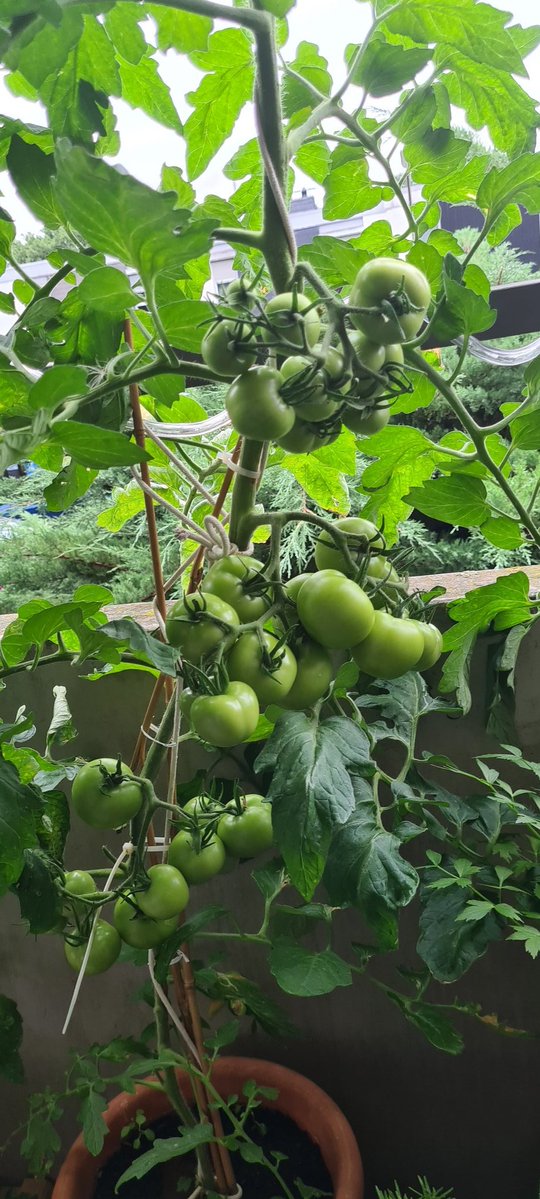 nocki61's tweet image. Einige Bekannte haben ihre im Garten, aufgrund von Krautfäule schon entsorgt.
Son Balkon hat ja was gutes...sind zwar nur 2 Pflanzen, aber was ich so durchgezählt habe, werdens ca. hundert Tomaten....müssen nur noch rot werden. 😊