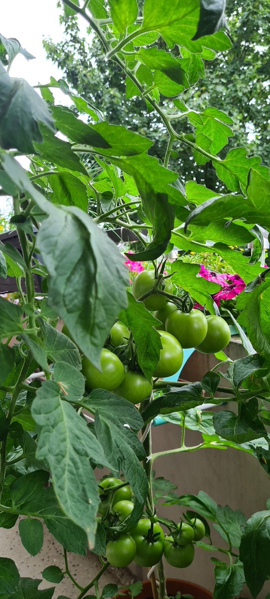 nocki61's tweet image. Einige Bekannte haben ihre im Garten, aufgrund von Krautfäule schon entsorgt.
Son Balkon hat ja was gutes...sind zwar nur 2 Pflanzen, aber was ich so durchgezählt habe, werdens ca. hundert Tomaten....müssen nur noch rot werden. 😊