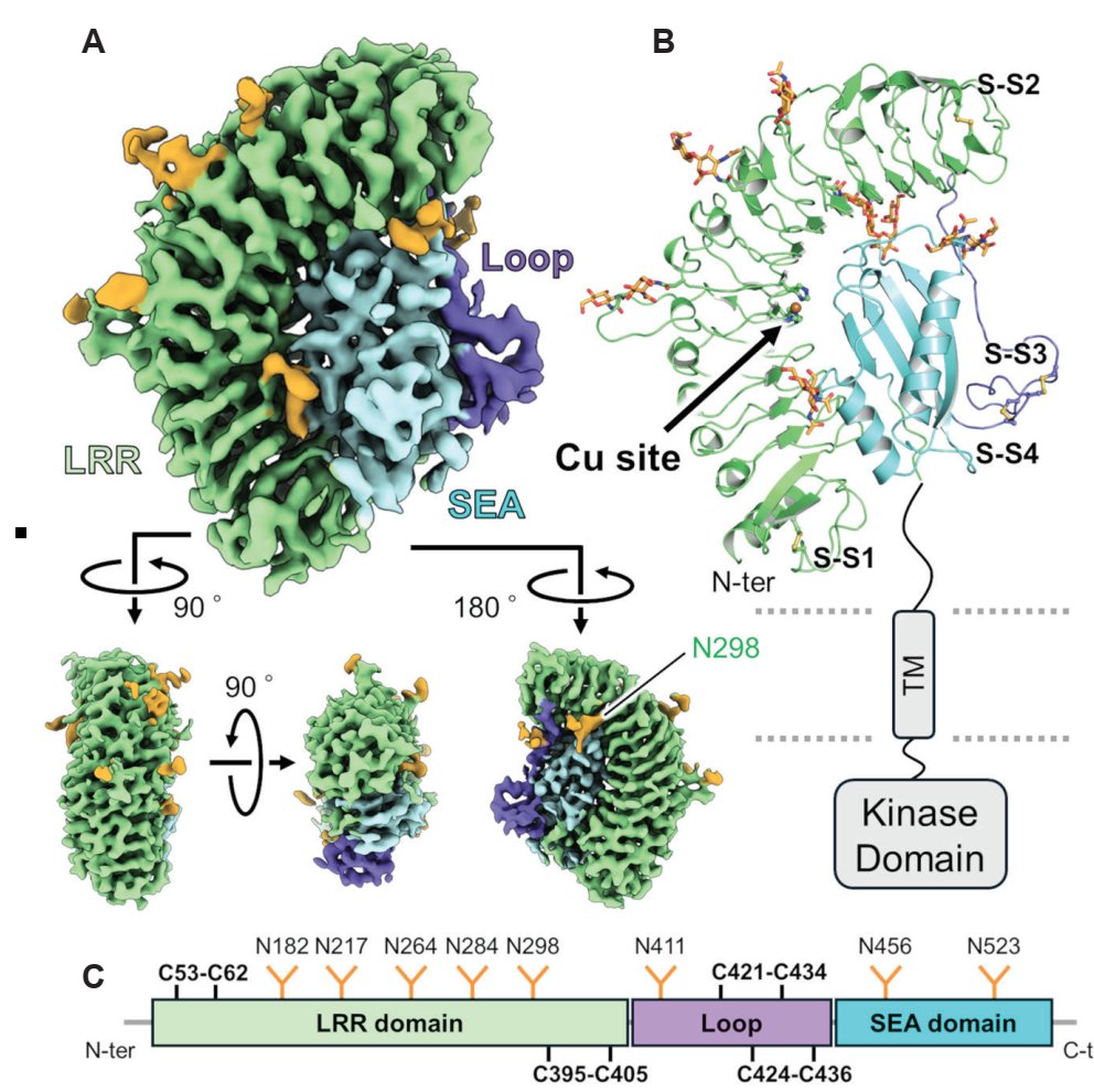 Cryo structure of CARD1 from N. benthamiana transiently produced protein.