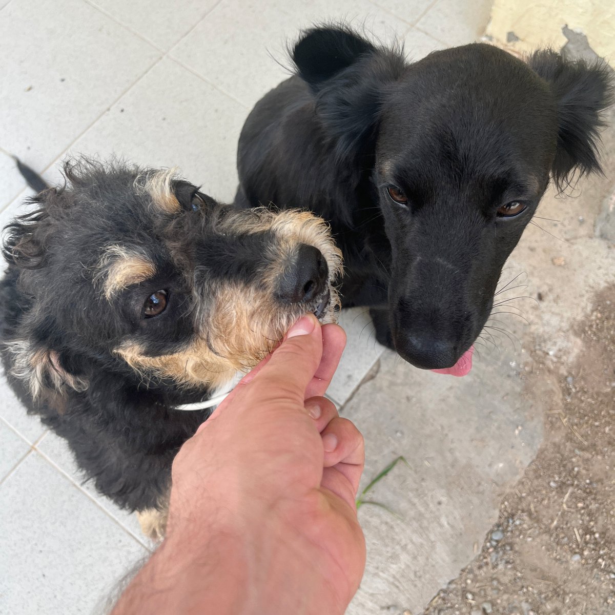 El Refugi dels Peluts (@caaclleida) on Twitter photo La Xufla té cinc mesos i cada cop que surt a passejar ens treu una rialla a tots 😍
És confiada, juganera, sociable i desprèn una alegria que no passa desapercebuda per ningú ✨
És de raça única i d’adulta pesarà uns 20 kg.
Vens a conèixer-la?
<a href="/paerialleida/">Ajuntament de Lleida</a> <a href="/lleidaenverd/">Lleida en verd</a> La Xufla té cinc mesos i cada cop que surt a passejar ens treu una rialla a tots 😍
És confiada, juganera, sociable i desprèn una alegria que no passa desapercebuda per ningú ✨
És de raça única i d’adulta pesarà uns 20 kg.
Vens a conèixer-la?
<a href="/paerialleida/">Ajuntament de Lleida</a> <a href="/lleidaenverd/">Lleida en verd</a>
