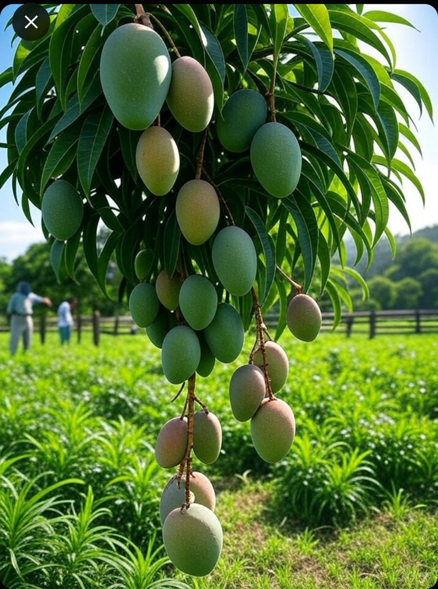 _Trichia_'s tweet image. One mango tree, a hundred fruits π natureβs return on investment