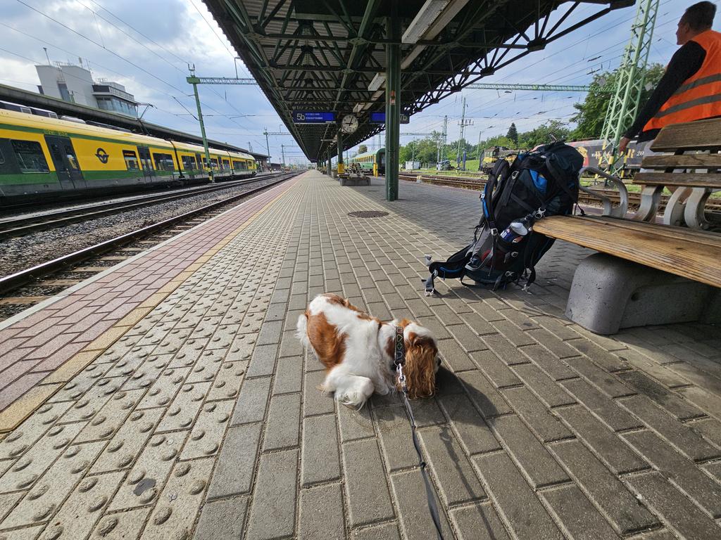 RJonTourUK's tweet photo. 3 trains done.. Now awaiting #beeroclock brunch and hund water.
#Austria #traintwitter #dogsoftwitter https://t.co/CnEDJG8u9K