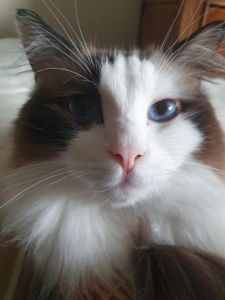 vigipets's tweet image. 🟠 🐱 Chat perdu le 27/07/2025 à Strasbourg (67200).
Race : Ragdoll / Âge : 3 an(s)
Tikie / Femelle / Identifié(e) : Oui

☎️ 0643554337
📧  sev_fabre@orange.fr

#VigiPets #chatperdu #chattrouve #chat #perdu #trouve
