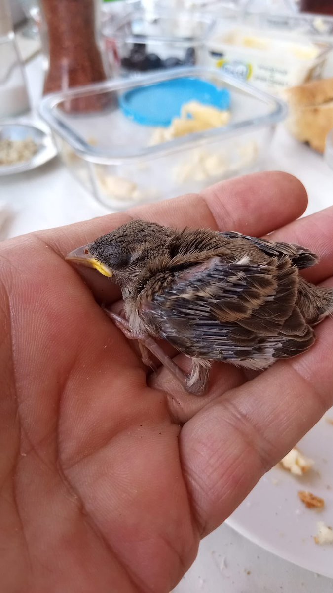 merveekurt's tweet photo. @birddetectiveTR bu bebek yuvadan düşmüş yuva çatıda koyma imkanı yok ne yapmak lazım bilemedik, yol gösterirsen çok seviniriz🙏🏼 https://t.co/fuawoxLpxW