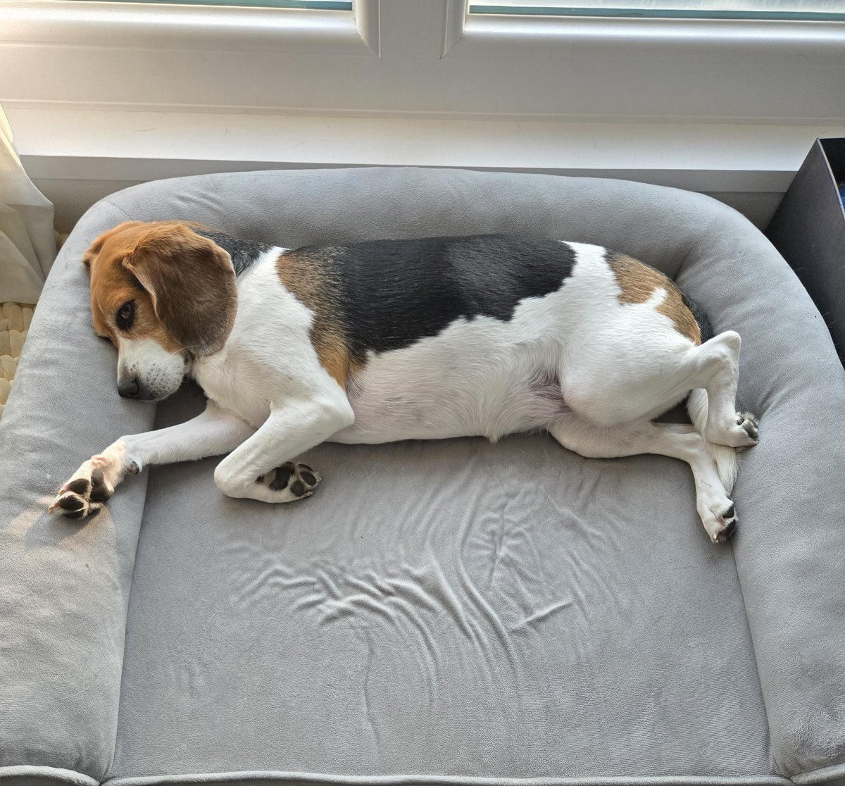 하 갑자기 꾸니 살쪘다고 프롬 왔던 날 생각남.. 아니 뭐 얼마나 쪘겠어 했는데 사진 보자마자 어 푸짐해젼네 함ㅋㅋㅋㅋㅋㅋㅋㅋㅋㅋ 넘웃기고커여움ㅠ