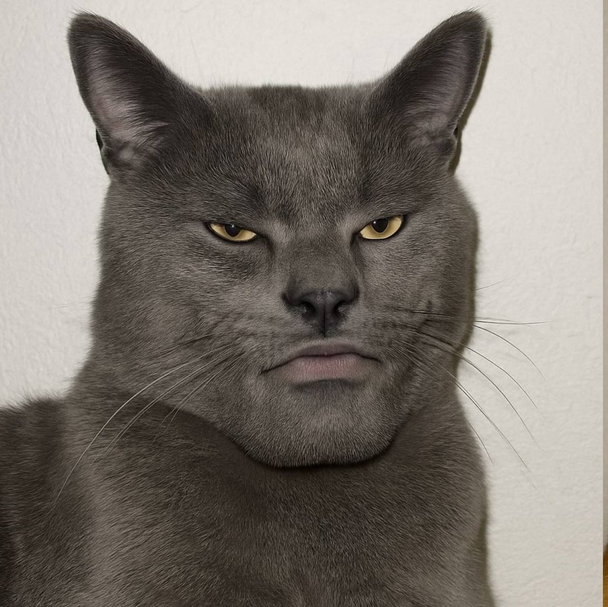 TheGigaCatSOL's tweet photo. @theunipcs @0xnobi Stop playing and support the GCATS on Bonk,
Infinite Alpha, Infinite Jawline,
Come on Meow https://t.co/RKrRDC5h1x