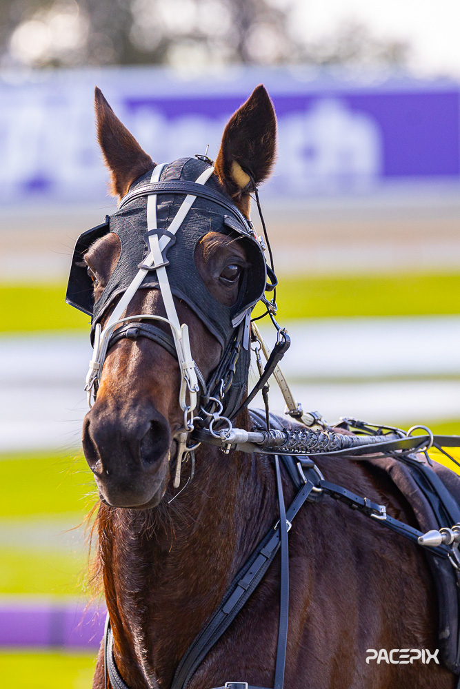 Pacepix_AU's tweet image. Attention all Breeders, Owners, and Trainers - we have all the qualifiers from today's 2yo Fillies Diamond Classic Heats up on the website!

Promote your operation's success with images that match your high quality horses!

HERE: pacepix.com.au/harness-galler…