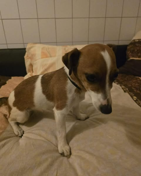 Tiergnadenhof Rasselbande e.V. Kopie:
Bitte weitläufig teilen!!!
Ausgesetzte Hündin in 27446 Selsingen/Granstedt
Diese Hündin haben wir gestern Abend aus 27446 Granstedt (Gem. Selsingen) abgeholt.
Sie war dort an einem Baum angebunden, leider hat vor Ort niemand etwas beobachtet.