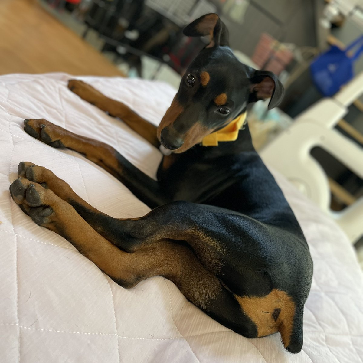 mutton0141's tweet image. 筋肉質なターキーレッグ