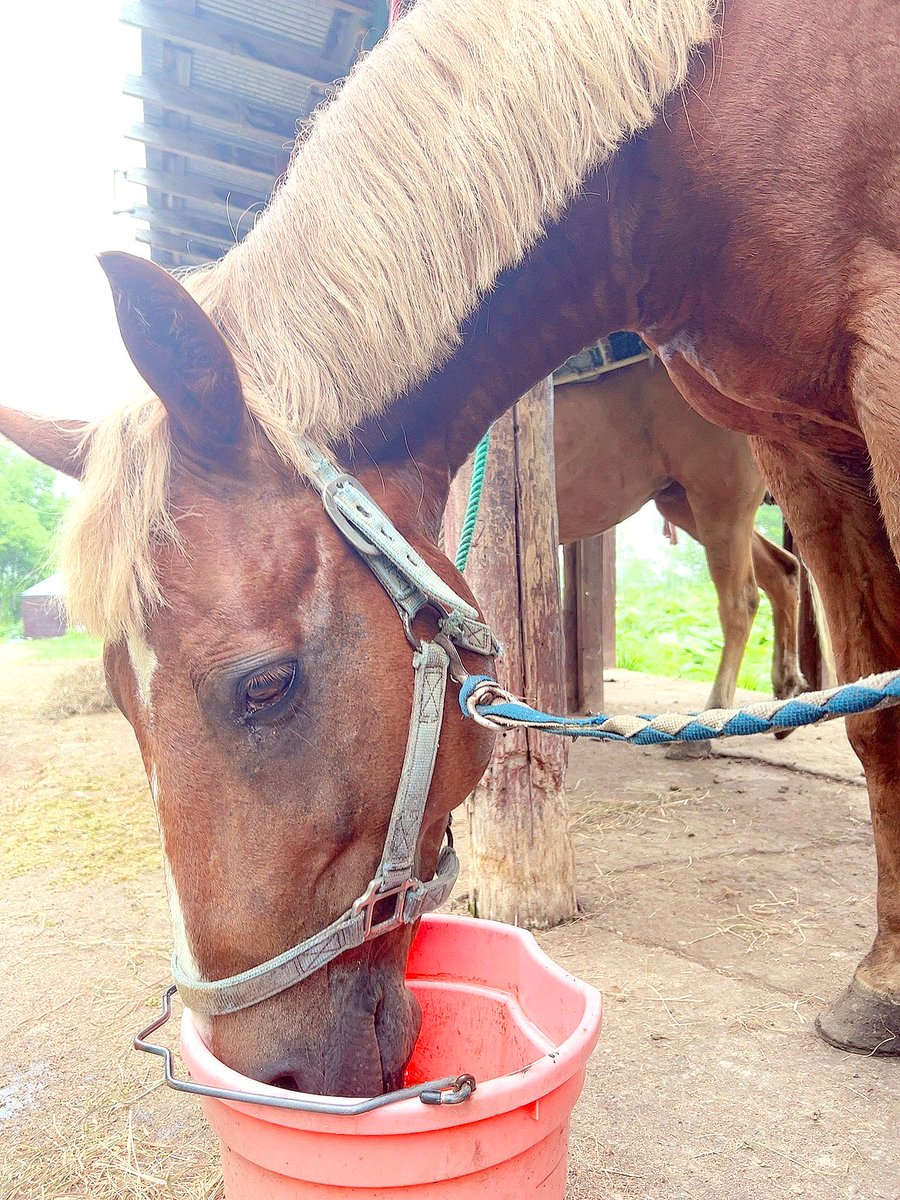 “ロア”初ドライブ🚗🫧

応援されながら乗馬体験へ🐎
“アレンくん”お世話になりました✨
途中眠くなってたの可愛かったよ🌿

ロアは車の中でお留守番だったから
次は一緒にカフェでゆったり
しようねぇ☕️🫖