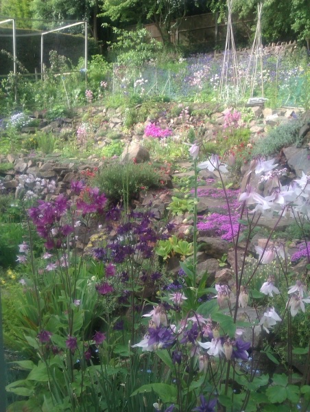 Rothbury
5 St Peter's Road, North Malvern, Worcestershire, WR14 1QS
August 2nd-3rd 11-17.30
findagarden.ngs.org.uk/garden/32236/r…