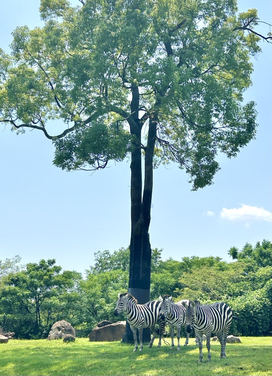 yoccy445's tweet photo. 木陰で3頭並んでいる姿が素敵でした🦓🦓🦓👍
(2025年7月28日撮影)
#よこはま動物園 #ズーラシア #動物園 #グラントシマウマ #シマウマ
#ZOORASIA #zoo #GrantsZebra #Zebra
#オージーヒルグリルレストランのオムライスは美味 https://t.co/cMZXOODXd9