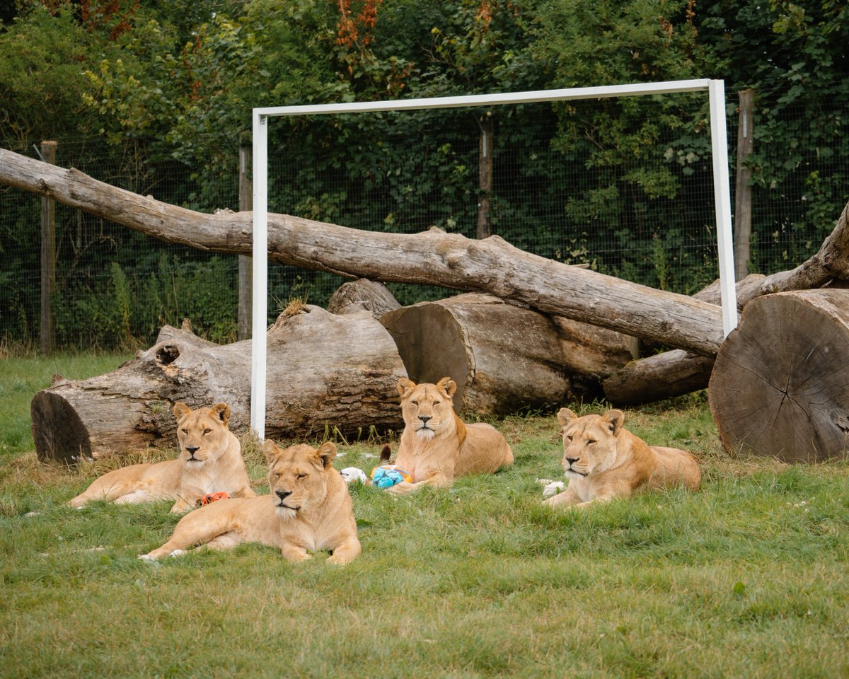 Longleat's tweet image. Congratulations to the @England @Lionesses on their historic Euros win! We're roaring with pride 🦁🏆
#WEURO2025 @WEURO2025