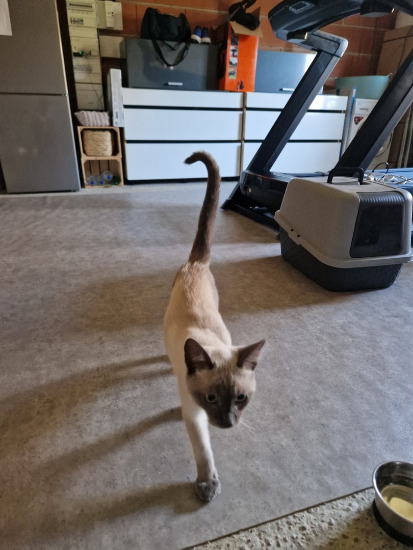 vigipets's tweet image. 🟠 🐱 Chat perdu le 23/07/2025 à Gagnac-Sur-Garonne (31150).
Race : Siamois / Âge : 6 mois
ARNOLD / Mâle / Identifié(e) : Non

☎️ 0614614054
📧  l.genero@laposte.net

#VigiPets #chatperdu #chattrouve #chat #perdu #trouve