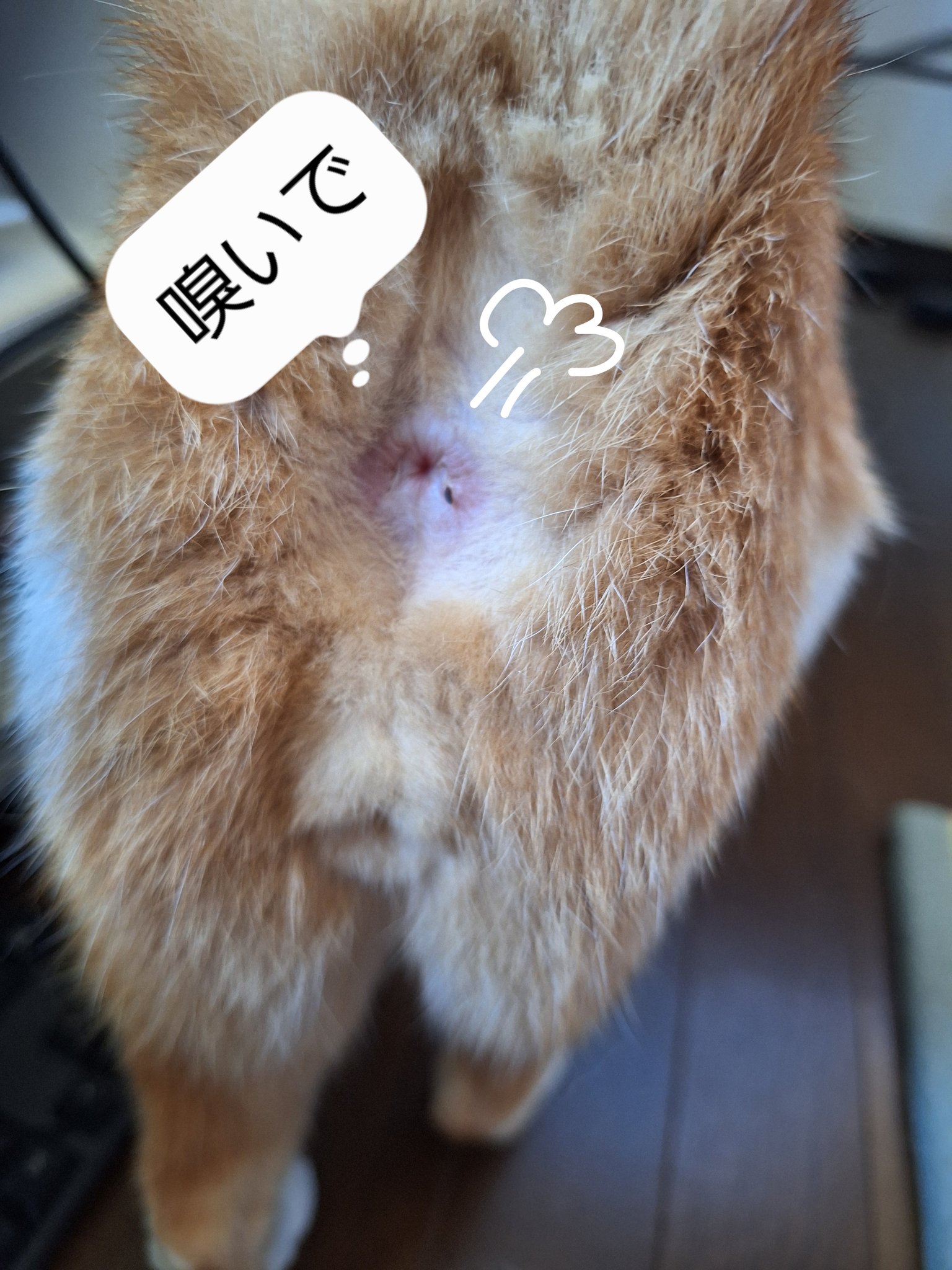猫A 最終値下げしました！ じぇ on X: 