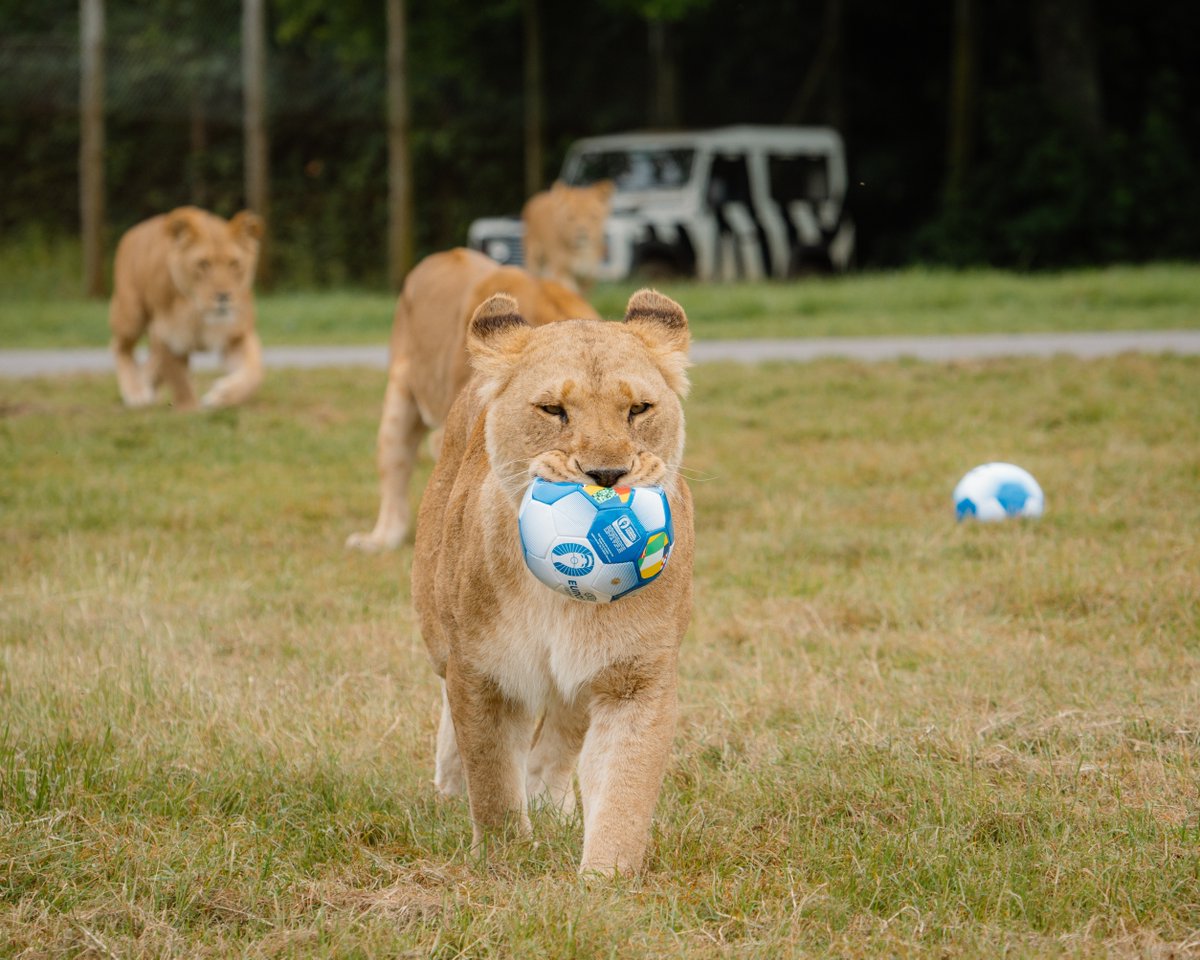 Longleat's tweet image. Congratulations to the @England @Lionesses on their historic Euros win! We're roaring with pride 🦁🏆
#WEURO2025 @WEURO2025