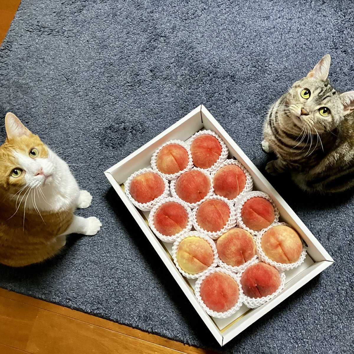 nyatarou_'s tweet image. 🍑ではなく、下僕に注目しちゃう破壊神連合軍🐱🐱