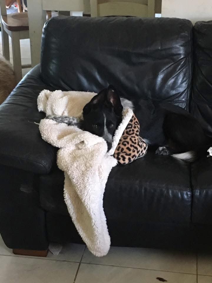 FB memories has reminded me of the time Banjo decided that animal print stoles were in vogue.