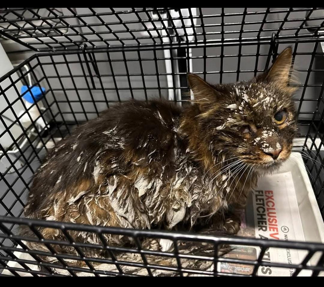 Door <a href="/dambuZwolle/">Dierenambulance Zwolle</a> van straat gehaald. 
Op 27-7-2025

Zwolle,
Snavel van Emekamp.

Geslacht volgt
Geen halsband
Geen chip aangetroffen (geen zekerheid ivm beton)
Bijz. Kat heeft veel  beton/cement vacht en over lichaam. Naar arts.