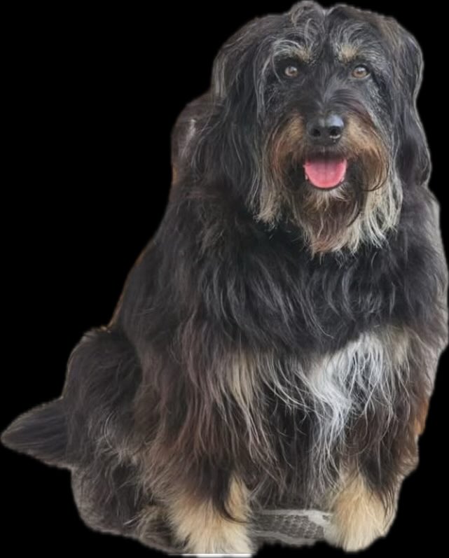 Missing dog Brassie / Troon. Possibly on railway line anyone travelling between Ayr / Glasgow keep an eye out.
Myla 👇 please repost for wider coverage