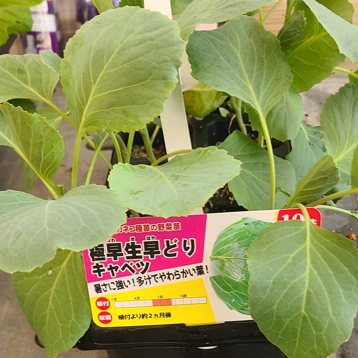 selfsatisfac's tweet image. これを買った直後イートインコーナーで食べてる限界のジジイ