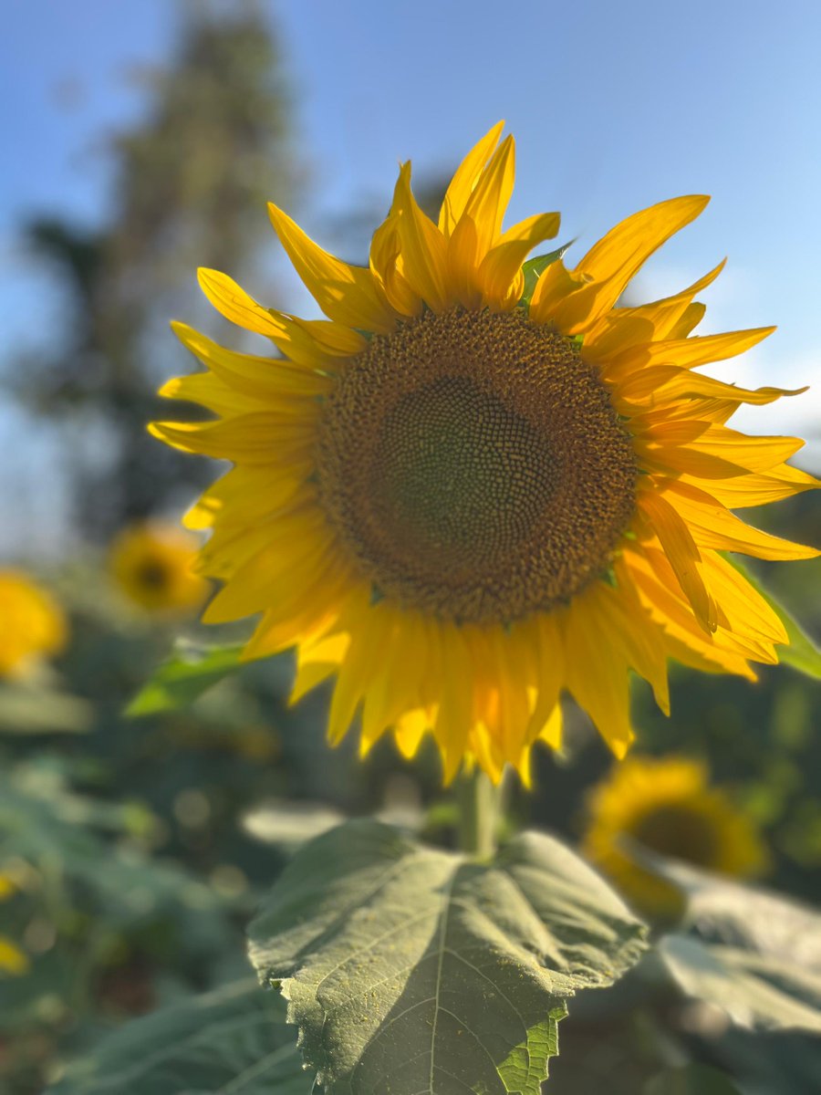 agrodynamicsltd's tweet photo. High-yield, disease-resistant hybrid for oil crushing & premium dehulling markets. Thrives in dryland & irrigated fields with strong standability & large, plump seeds.
To order Grain seeds:+256 200 947 136
#SuperSun66 #SunflowerSeeds #AgroDynamics #SmartFarming #zasco https://t.co/FWnYkyMQZ3