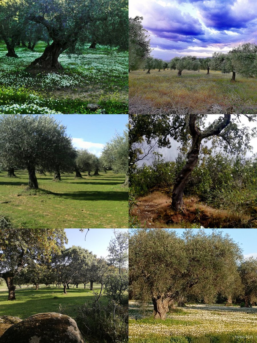 6naranco8's tweet image. Esto es lo que encontré del incendio que hace 4 días acabo con 800 hectáreas en Arroyomolinos y Alcuescar .tres dehesas alcornoques encinas y olivos además de una fauna y flora espectacular .voy a seguir investigando .