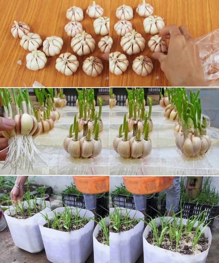 JoelOptimist1's tweet photo. Innovative urban gardening techniques using plastic bottles to kickstart garlic growth, leveraging garlic's medicinal and culinary benefits. https://t.co/xD0VCJYZvn