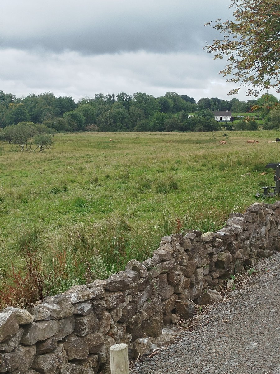 ThisIsIreland3's tweet image. My home for a few days. We chose well, I think 💚🏞️

📍 County Roscommon-Éire 🇮🇪 

#Quaint #Peace #Ireland #Roscommon