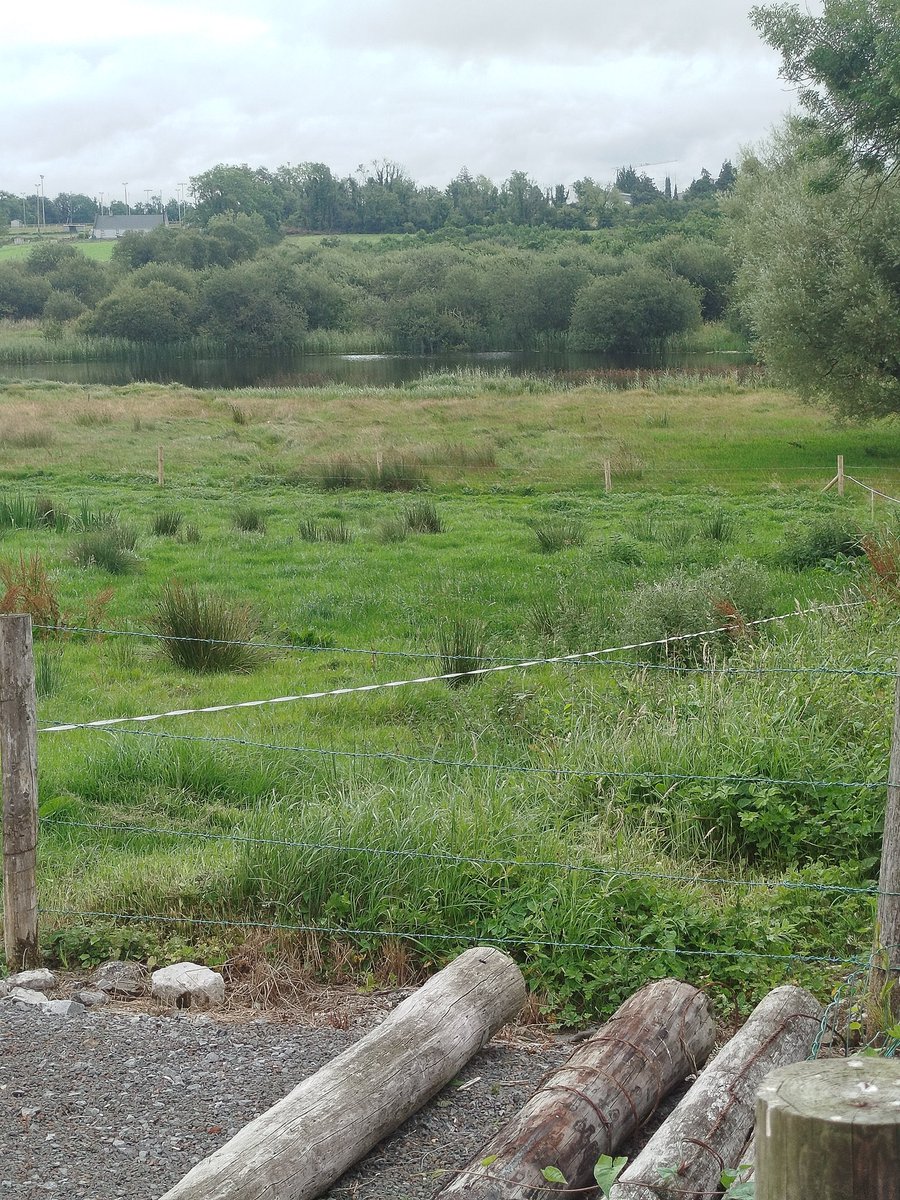 ThisIsIreland3's tweet image. My home for a few days. We chose well, I think 💚🏞️

📍 County Roscommon-Éire 🇮🇪 

#Quaint #Peace #Ireland #Roscommon